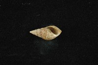 流紋蜷藏品圖，第4張